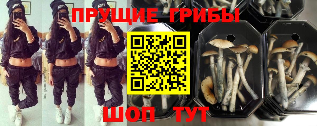Псилоцибиновые грибы мухоморы Светлоград